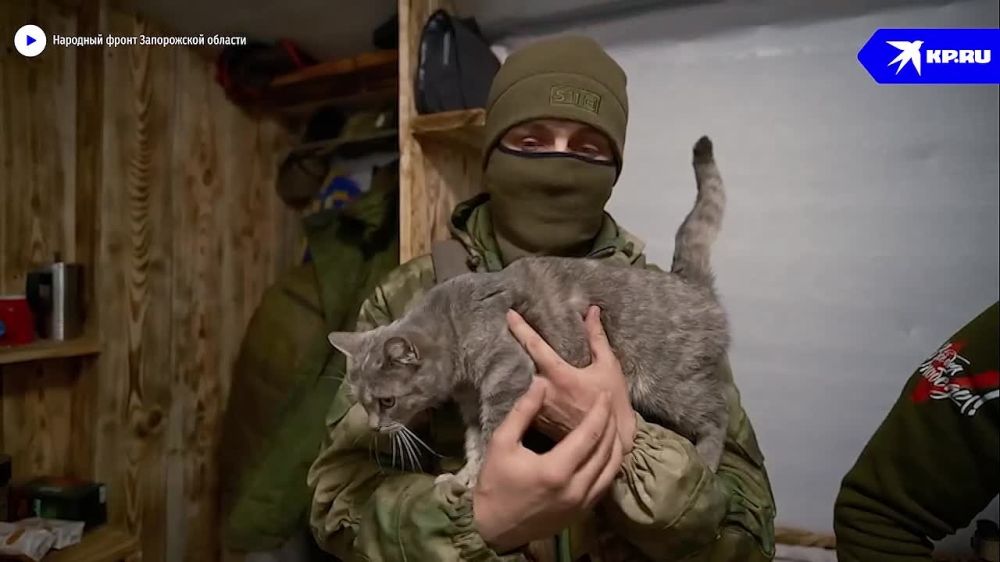 Охраняет продуктовый склад и блиндаж от мышей: Российские бойцы на Запорожском направлении показали свою кошку Дымку