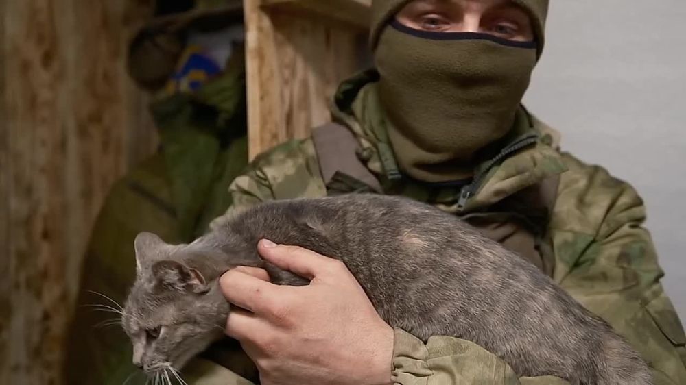 Боец с холодным носом. Пушистая Дымка охраняет склад на Запорожском направлении