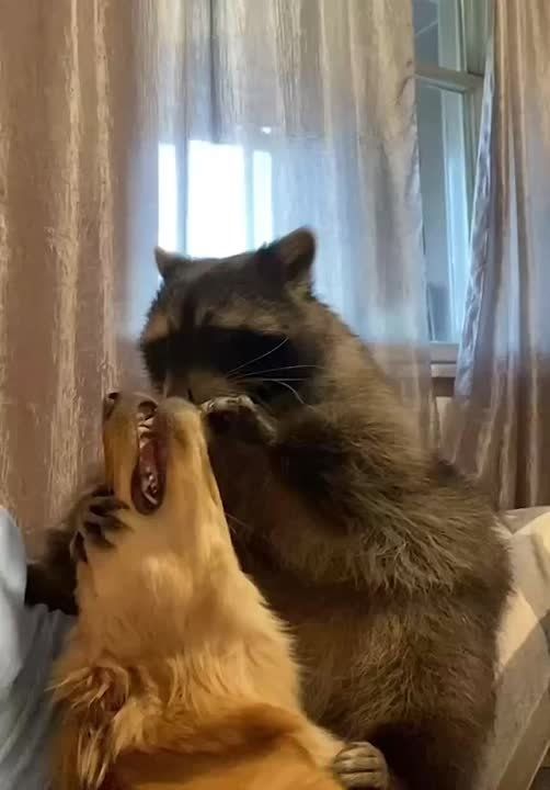  , !      !