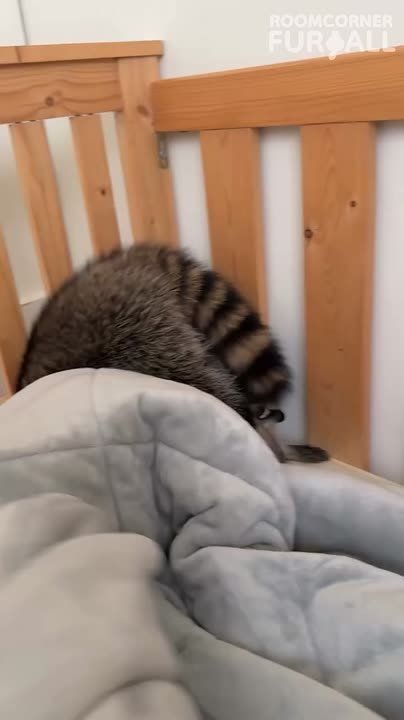  , !      !
