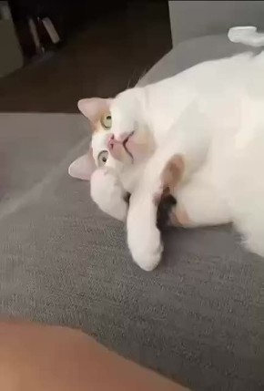 ? ?  ,  ?
