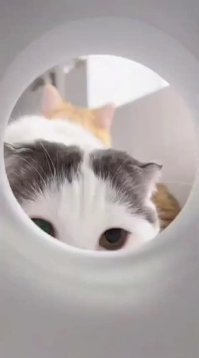  ,  !