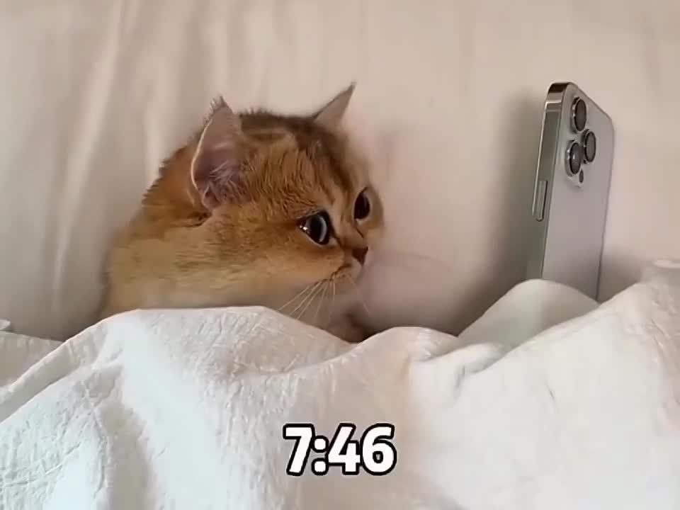   .    ,   ?      Telegram      