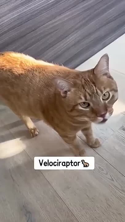    -       ))