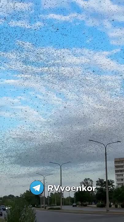 "Это Апокалипсис!" - огромные стаи саранчи атаковали Украину