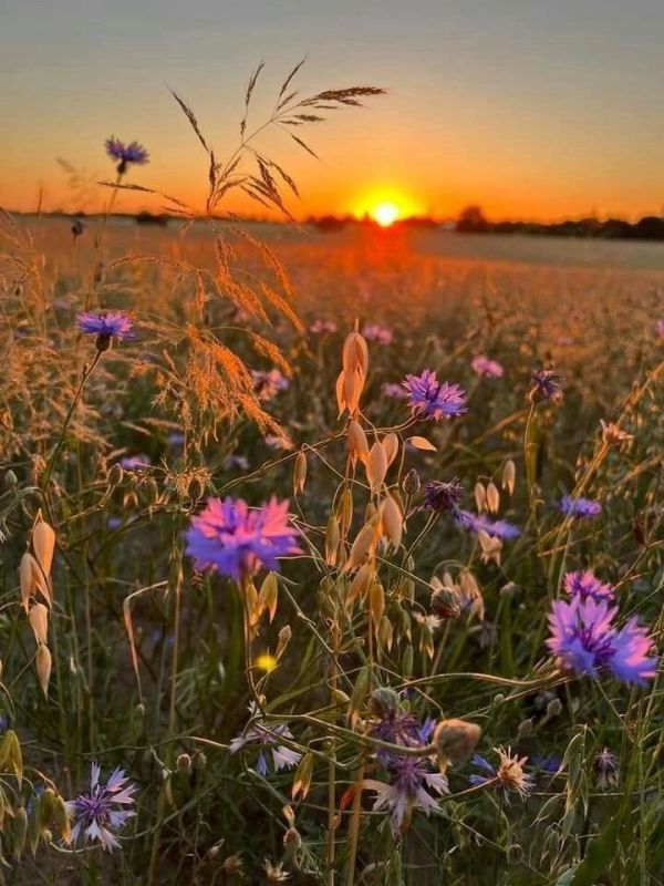 Хорошего вам вечера!