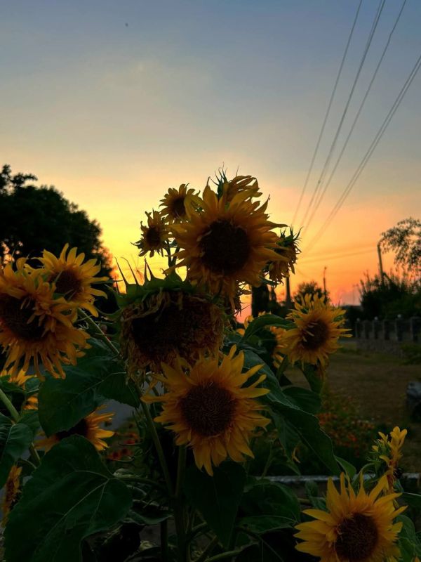   &quot;  -  &quot;    -   &quot; &quot;