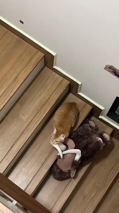     .  , ,  ?      Telegram      