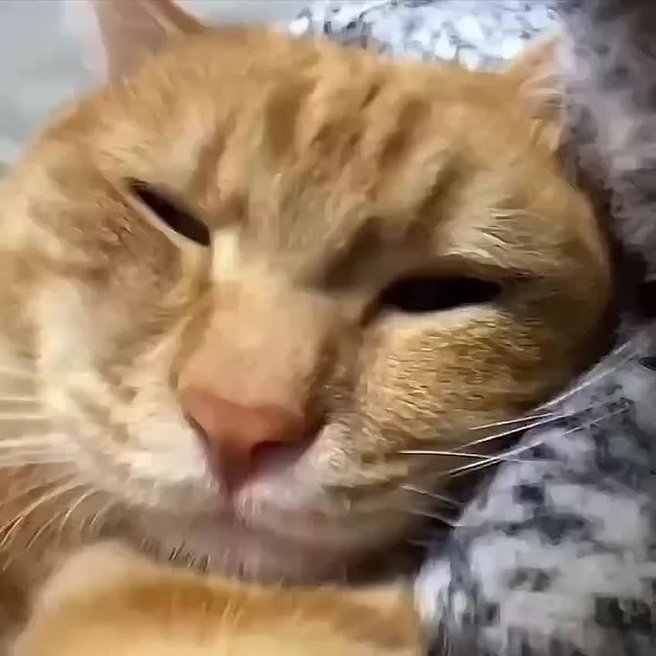    .    ,    