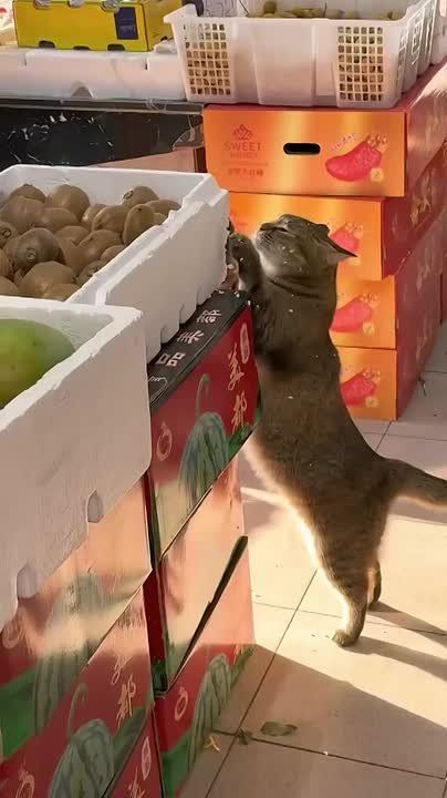   ,   