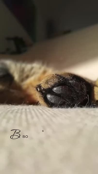   ,  !