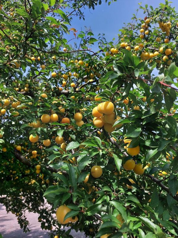 ����������� "������� ������� � ���������"