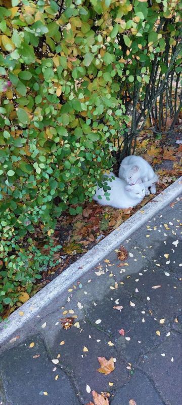 ����������� "������� ������� � ���������"