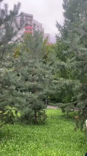   V   -        