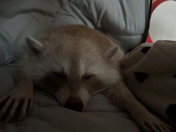 Доброй ночи, дорогие подписчики! Доброй ночи, Запорожье!