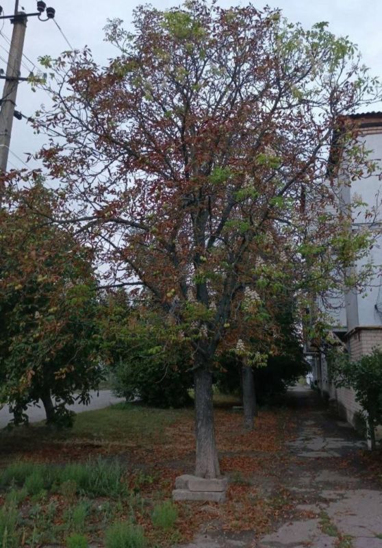 Когда весна догнала осень