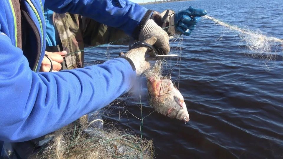 За браконьерство у жителей Приморского района конфисковали лодки в доход государства и назначили лишение свободы сроком на 2 года