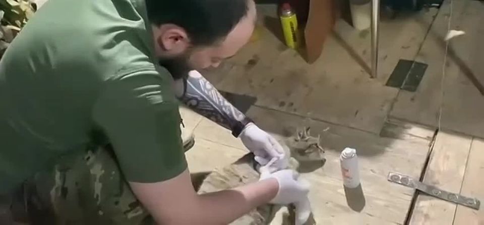 Спасение "рядового котика" на СВО