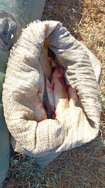 Сотрудники транспортной полиции Запорожья пресекли незаконный вылов рыбы в Утлюкском лимане Сотрудники транспортной полиции Запорожья пресекли незаконный вылов рыбы в Утлюкском лимане