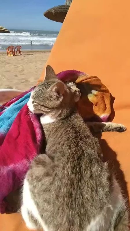 Вот и утро воскресенья. Даже котик в этом году был на море