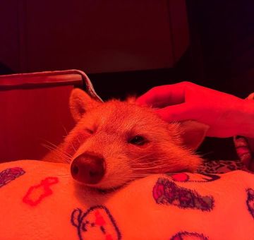 Доброй ночи, дорогие подписчики! Доброй ночи, Запорожье!