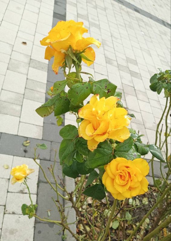 Доброго, радостного утра! Хотим пожелать вам продуктивного, лёгкого и интересного рабочего дня, хорошего настроения, вдохновения на реализацию больших планов