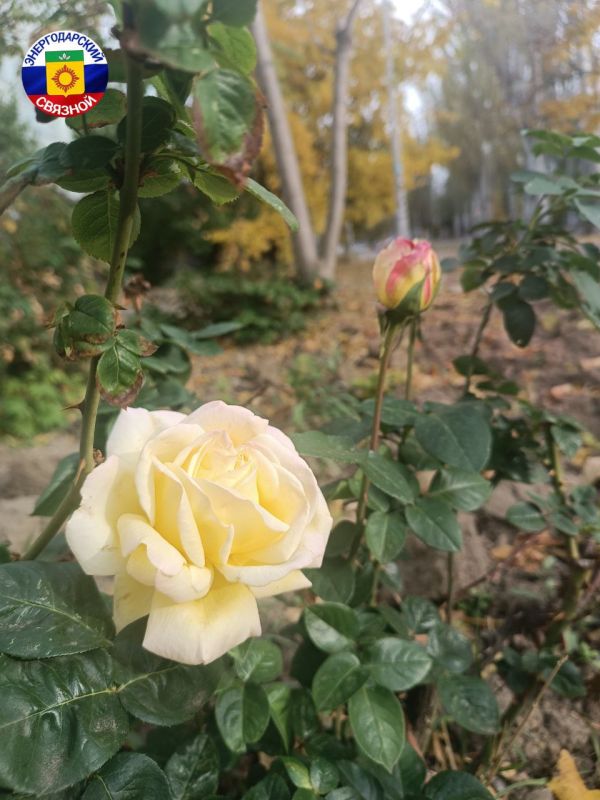 Доброе утро! Октябрь может быть прохладным, но в вашем сердце — должно быть всегда солнечно