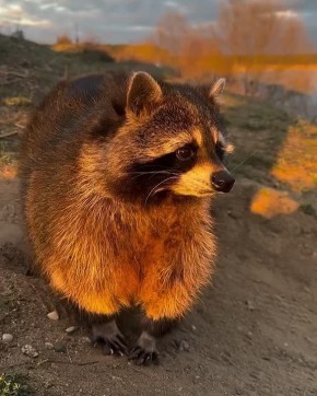  , !      !
