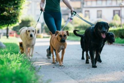 Хозяев питомцев хотят обязать убирать за ними в местах общего пользования жилых домов