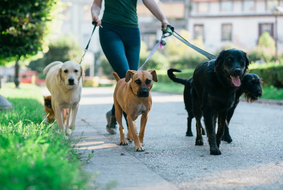 Хозяев питомцев хотят обязать убирать за ними в местах общего пользования жилых домов