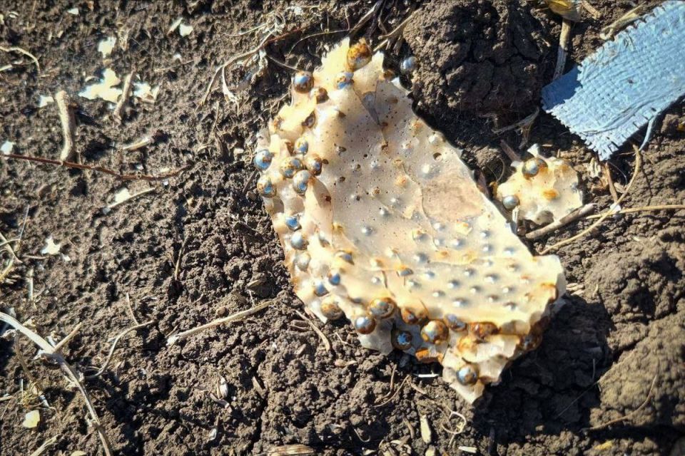 В Запорожской области росгвардейцы пресекли попытки атак украинских БПЛА В Запорожской области росгвардейцы пресекли попытки атак украинских БПЛА