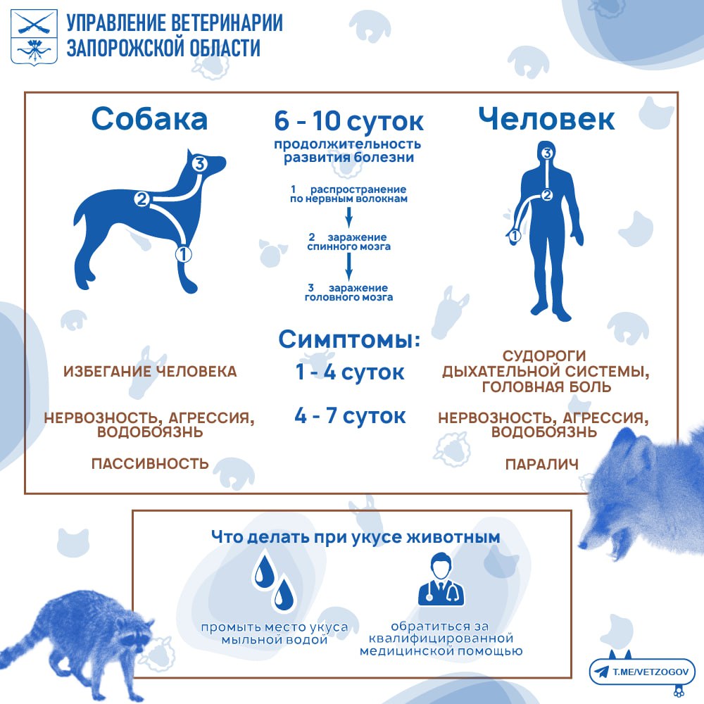 Бешенство - острая инфекционная болезнь передаваемая от животных человеку