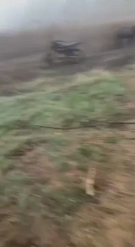 Боевой осел замечен на просторах СВО
