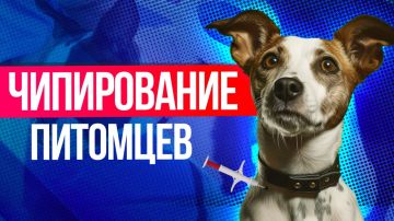 Закон об обязательной регистрации собак снова обсуждают в Госдуме
