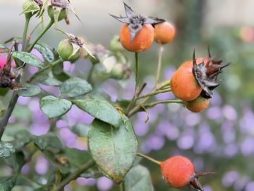 Доброе утро! Посмотрите, какие фотографии удалось запечатлеть нашей подписчице!
