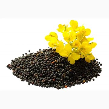 Семена озимого рапса высшего качества!