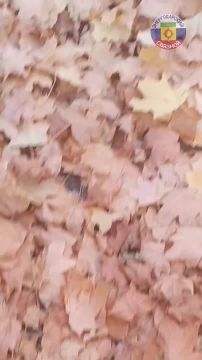 С добрым, красивым, нежным утром!