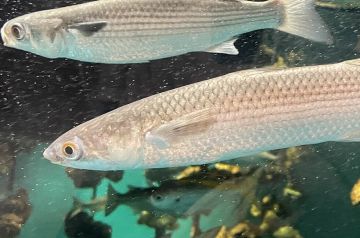 Ученые предсказали пиленгасу успех в Азовском море