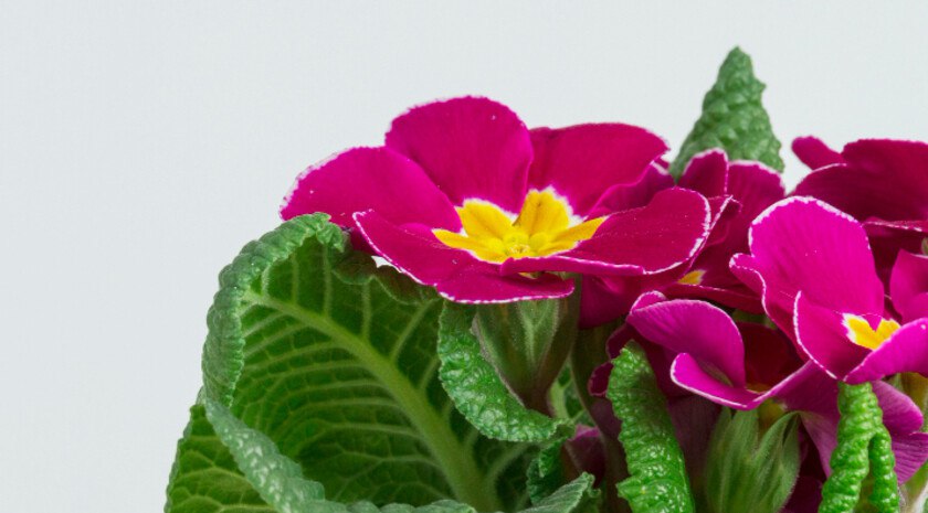 Ленивый цветовод. Эксперт назвал самые неприхотливые комнатные растения