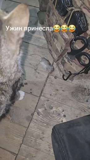 Фронтовая кошка Маша принесла добычу своему хозяину