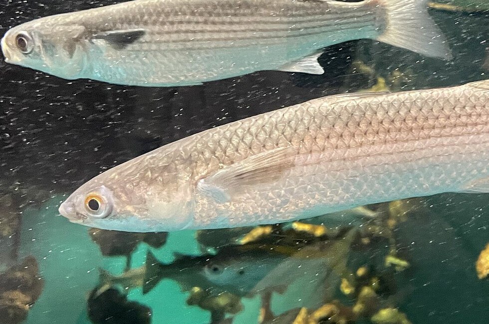 Ученые предсказали пиленгасу успех в Азовском море