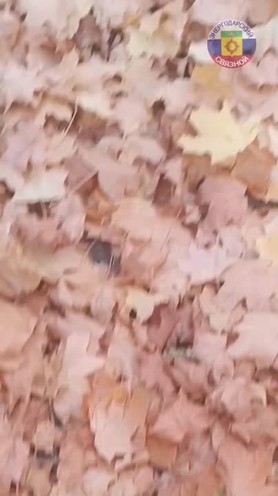 С добрым, красивым, нежным утром!