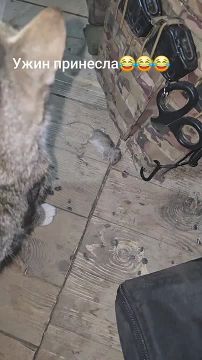 Фронтовая кошка Маша принесла добычу своему хозяину