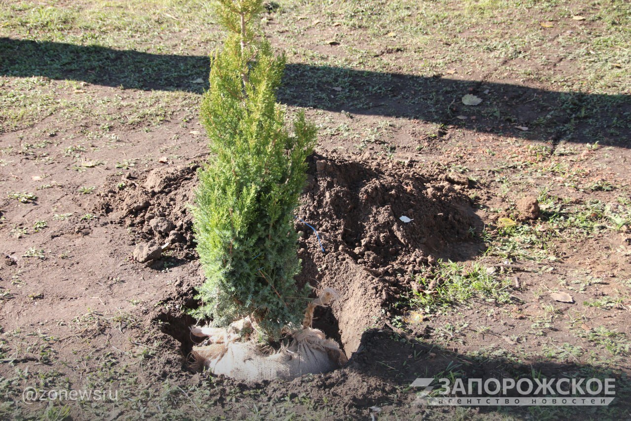В Мелитополе высадили более 60 хвойных растений в сквере на пересечении проспекта Богдана Хмельницкого и улицы Кирова В Мелитополе высадили более 60 хвойных растений в сквере на пересечении проспекта Богдана Хмельницкого и улицы Кирова