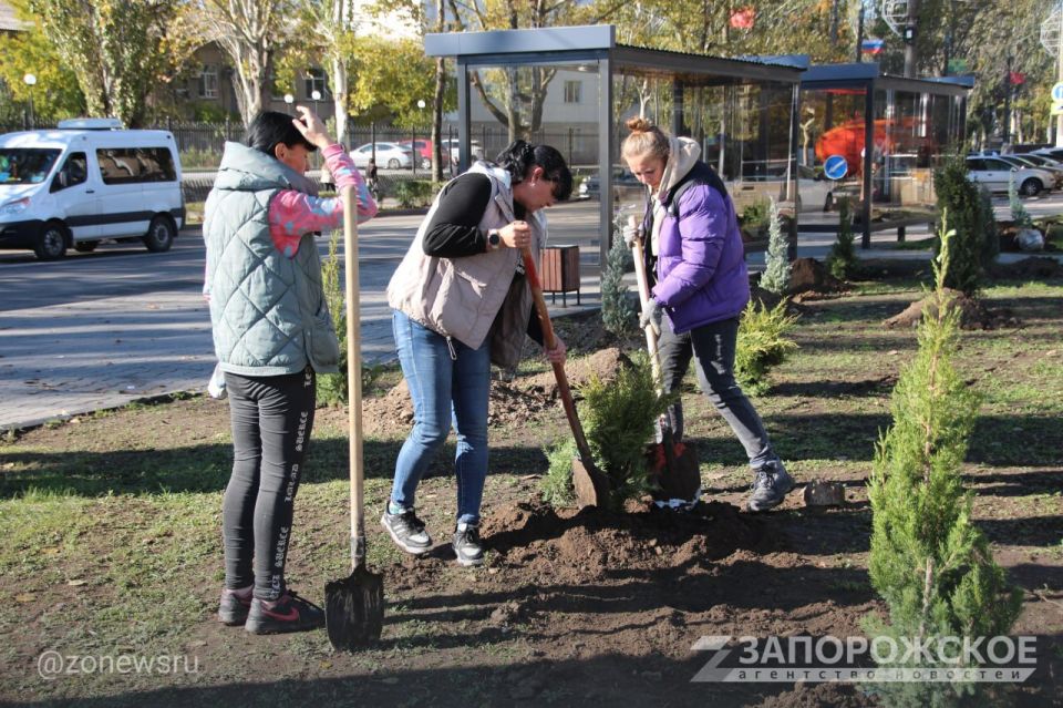 В Мелитополе высадили более 60 хвойных растений в сквере на пересечении проспекта Богдана Хмельницкого и улицы Кирова