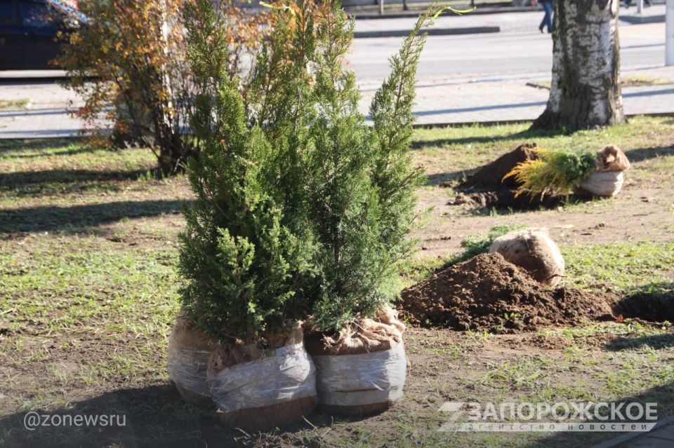 В Мелитополе высадили более 60 хвойных растений в сквере на пересечении проспекта Богдана Хмельницкого и улицы Кирова В Мелитополе высадили более 60 хвойных растений в сквере на пересечении проспекта Богдана Хмельницкого и улицы Кирова