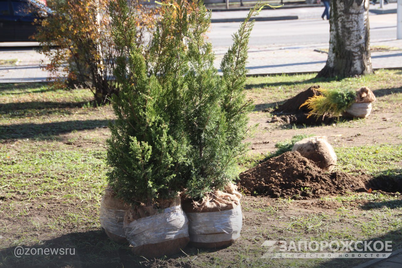 В Мелитополе высадили более 60 хвойных растений в сквере на пересечении проспекта Богдана Хмельницкого и улицы Кирова В Мелитополе высадили более 60 хвойных растений в сквере на пересечении проспекта Богдана Хмельницкого и улицы Кирова