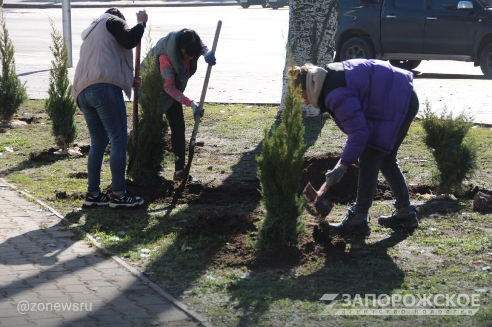 В Мелитополе высадили более 60 хвойных растений в сквере на пересечении проспекта Богдана Хмельницкого и улицы Кирова В Мелитополе высадили более 60 хвойных растений в сквере на пересечении проспекта Богдана Хмельницкого и улицы Кирова