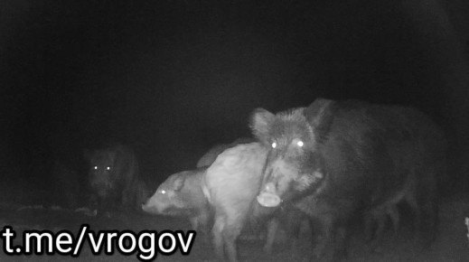 Владимир Рогов: С 31 октября по всему ЗеРейху  будут действовать круглосуточные отключения электричества