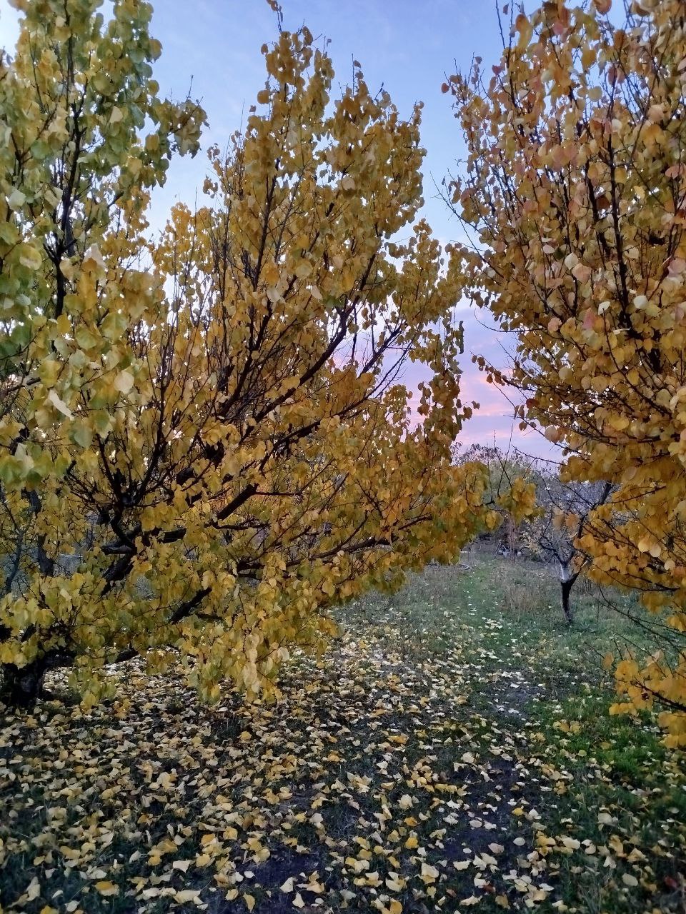 Доброе утро из Зареченского территориального отдела — с теплом и хорошим настроением от нашей подписчицы Елены! Доброе утро из Зареченского территориального отдела — с теплом и хорошим настроением от нашей подписчицы Елены!